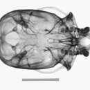 Sivun Ateles fusciceps rufiventris Sclater 1872 kuva