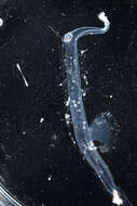 Image of Pelagic gastropod mollusc