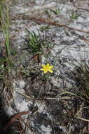 Image of fringed yellow star-grass