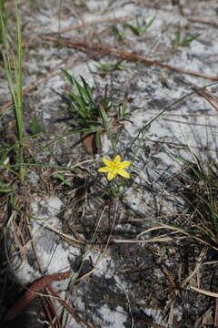 Image of fringed yellow star-grass