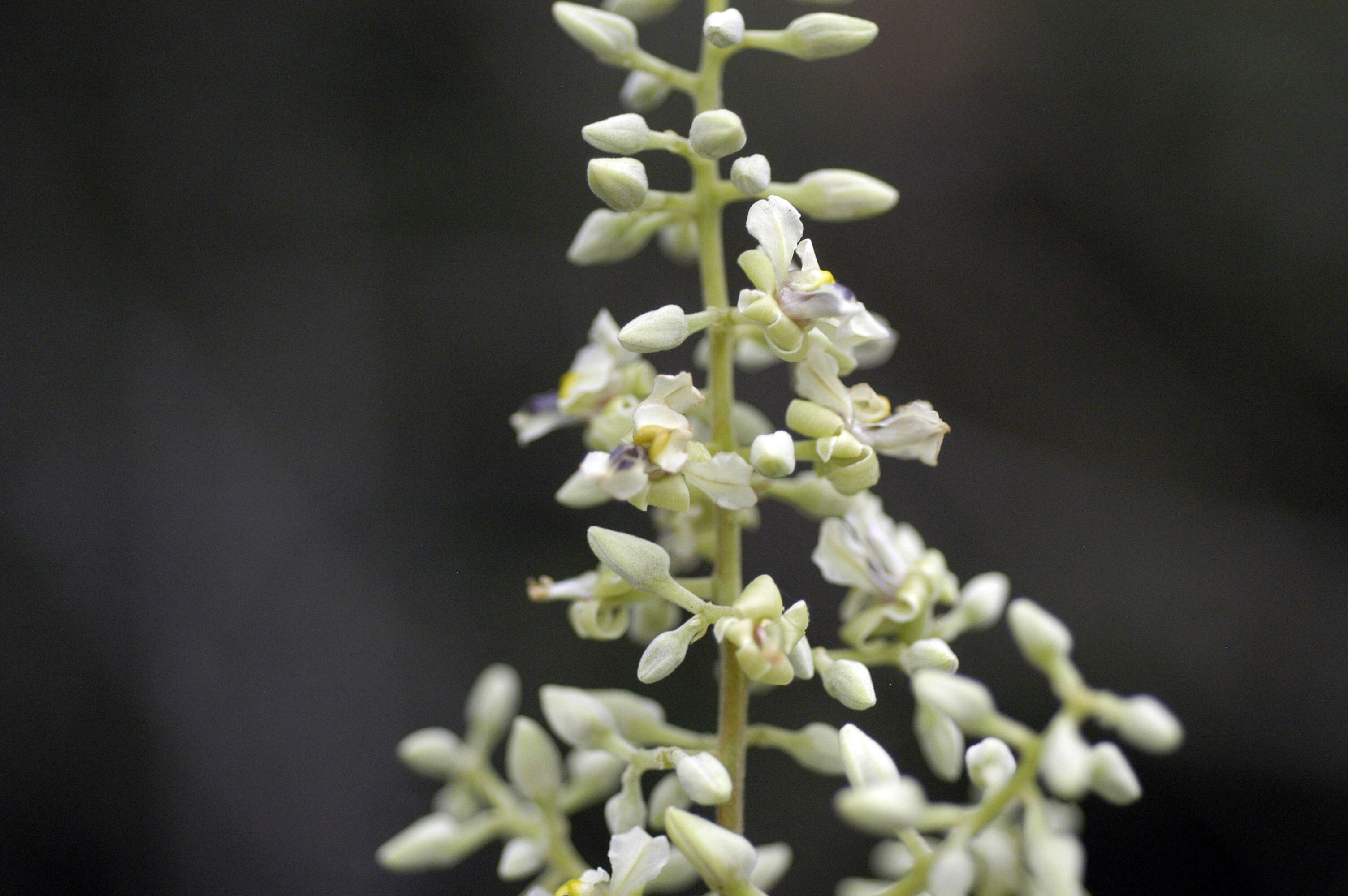 Image of Trigonia spruceana Benth. ex Warm.