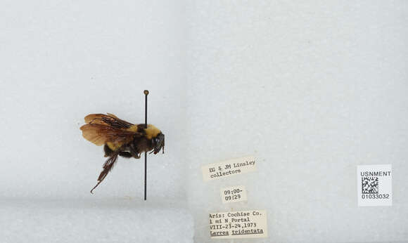 Слика од Bombus sonorus Say 1837