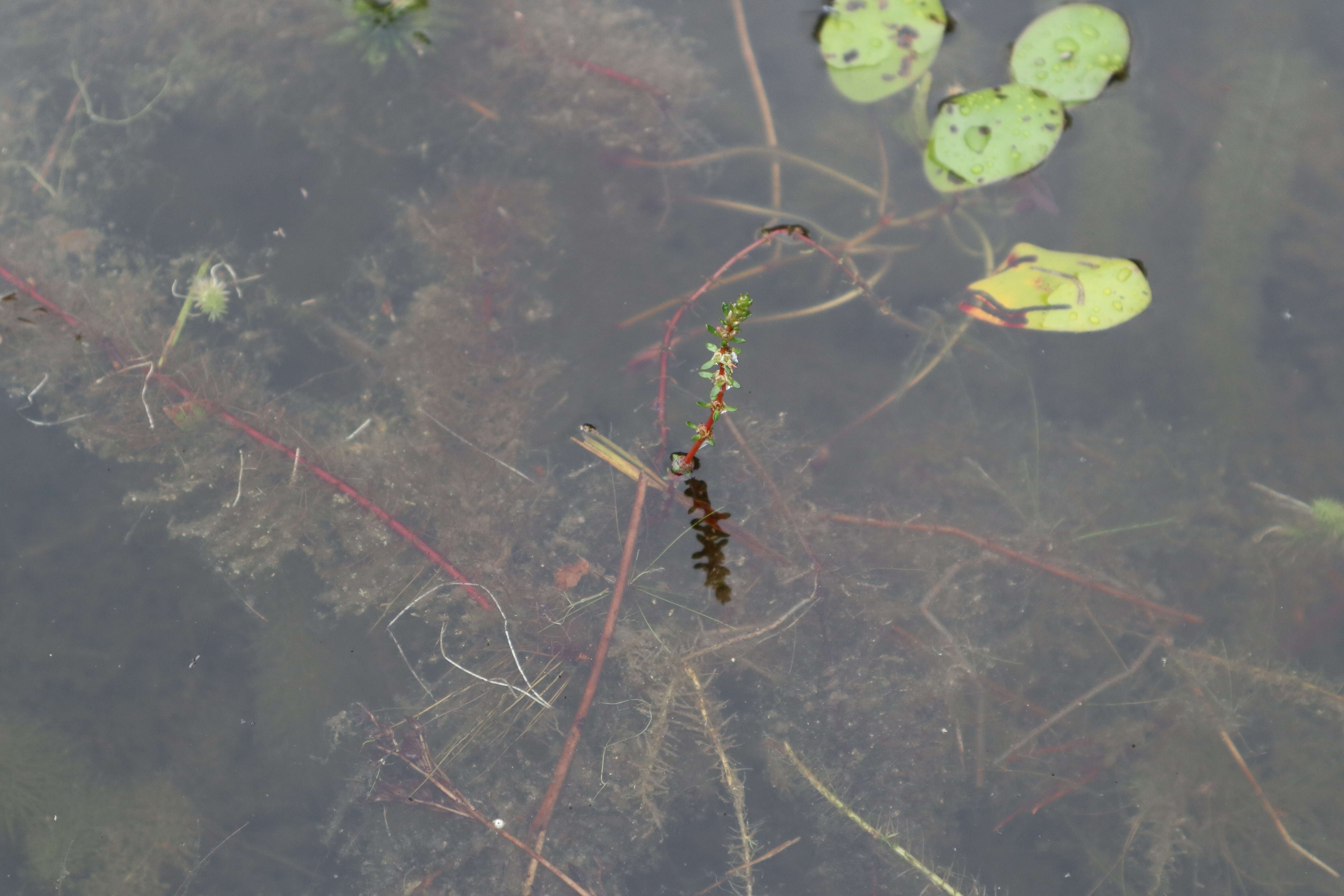 Myriophyllum laxum Shuttlew. ex Chapm. resmi