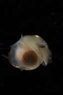 Image of Telodiacria Rampal 2019
