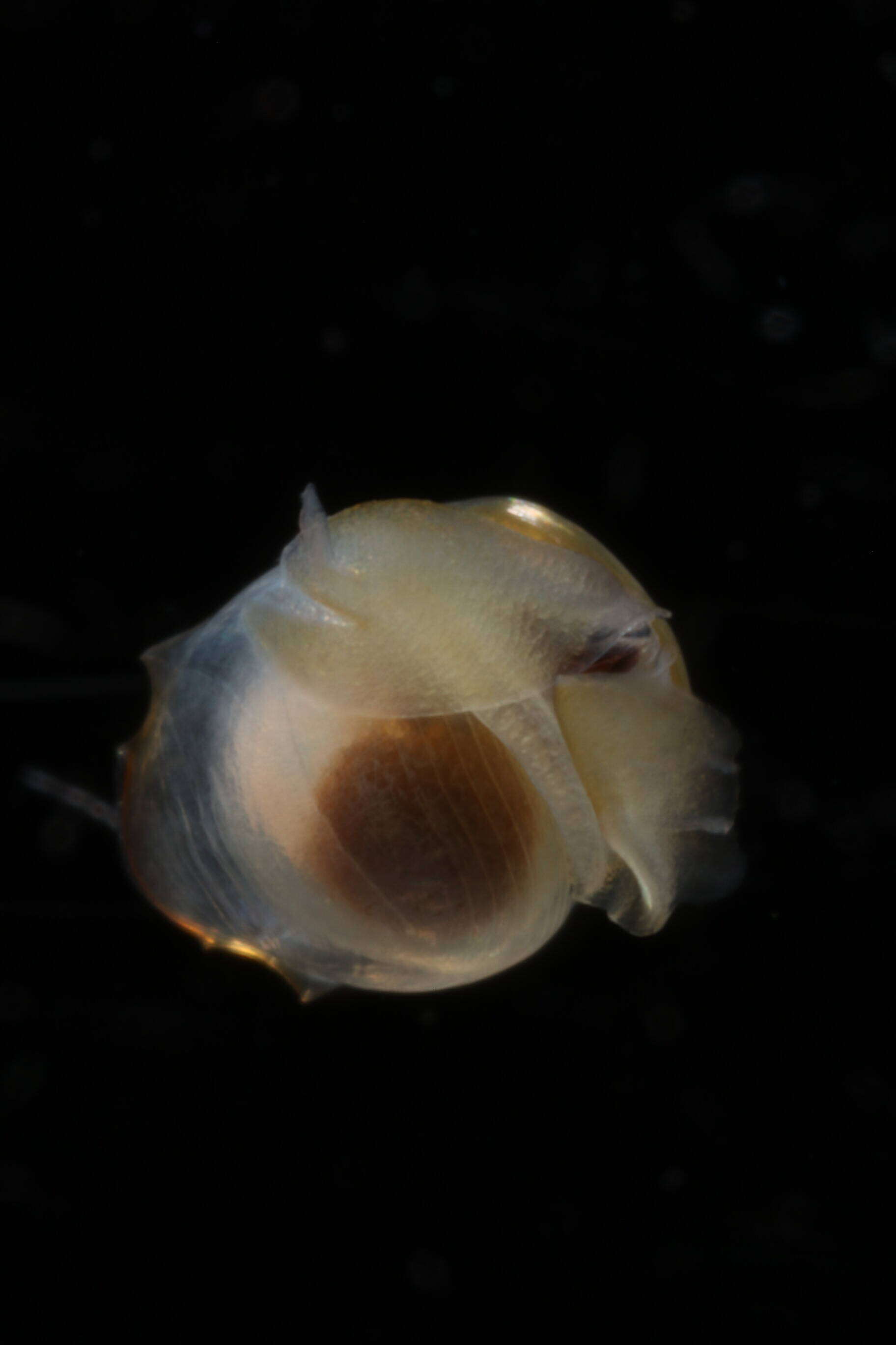 Image of Telodiacria Rampal 2019