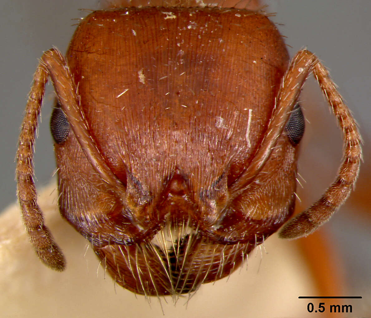 Image of Pogonomyrmex Mayr 1868