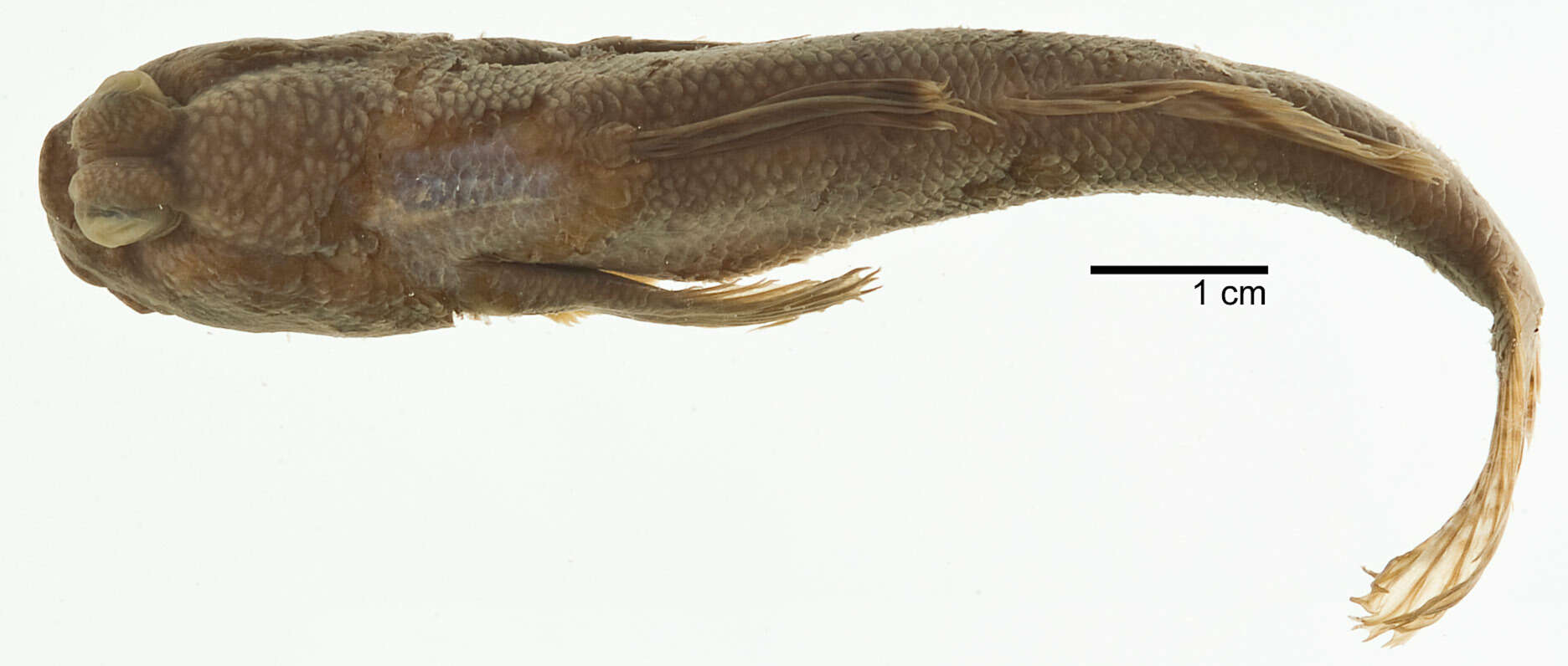 Image of Periophthalmus malaccensis Eggert 1935