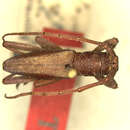 Image of Niphovelleda gracilis Breuning 1940