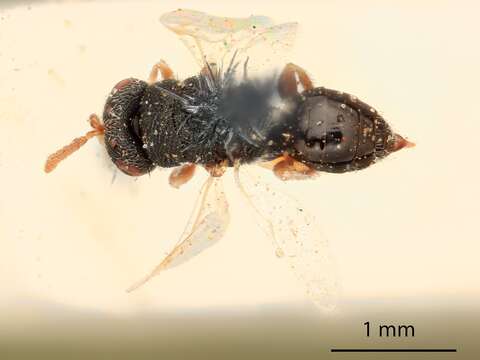 Image of Parasitoid wasp