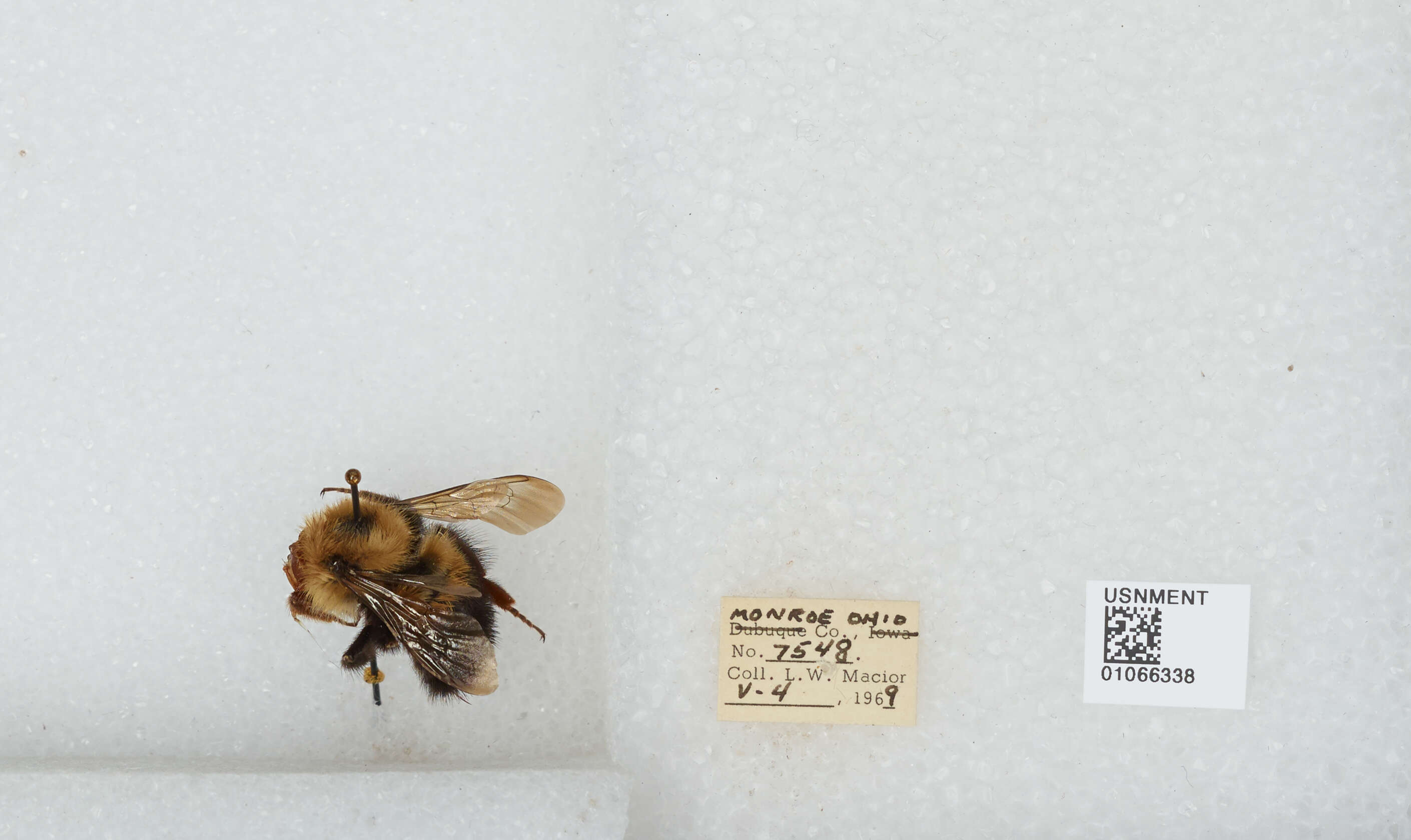 Image of Two-spotted Bumblebee