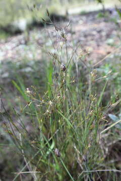 Juncus pelocarpus E. Mey.的圖片