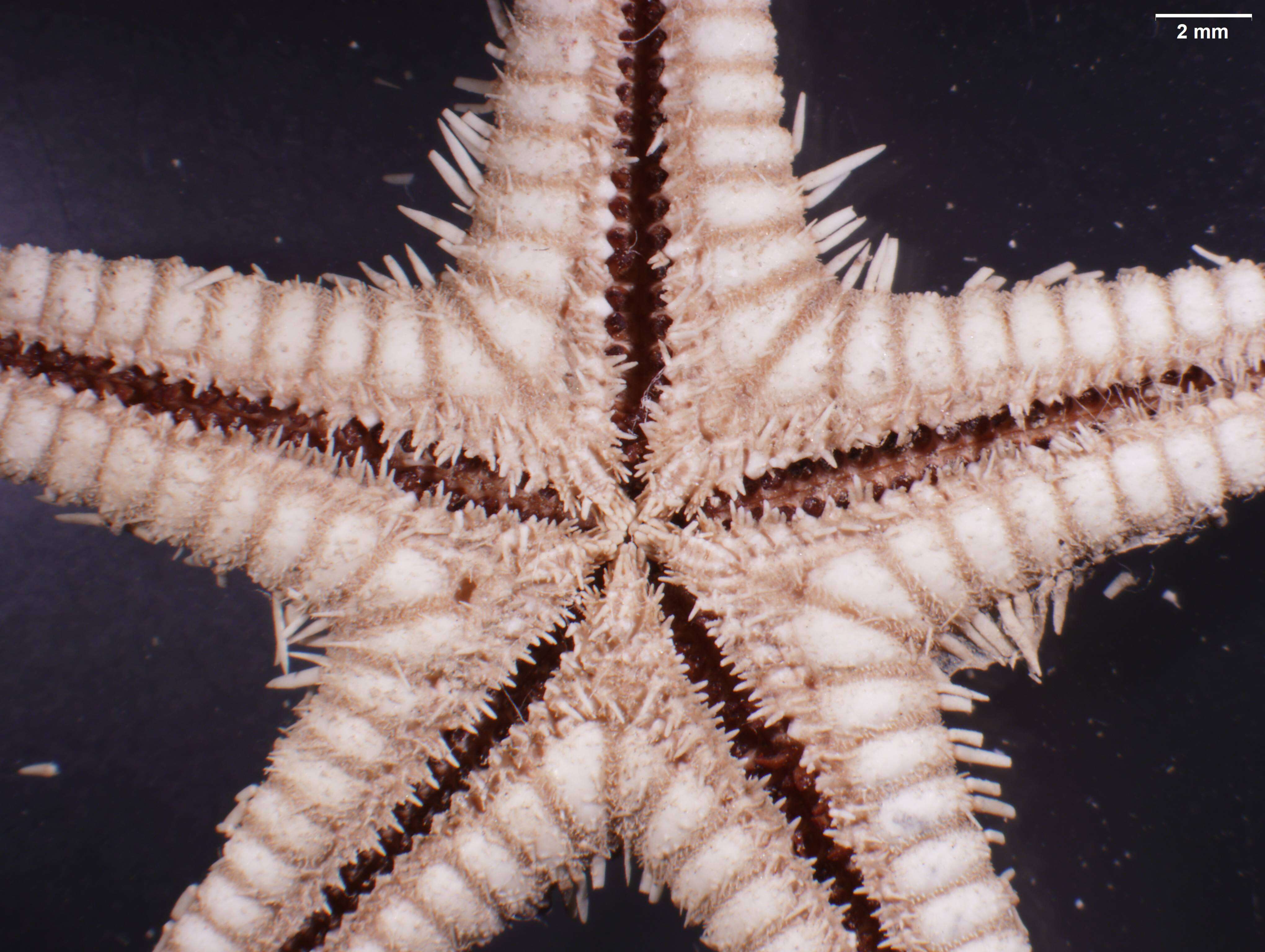 Image of Astropecten karankawai Lawrence et al. 2018