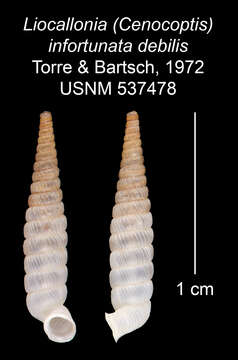 Imagem de Liocallonia infortunata debilis C. Torre & Bartsch 1972