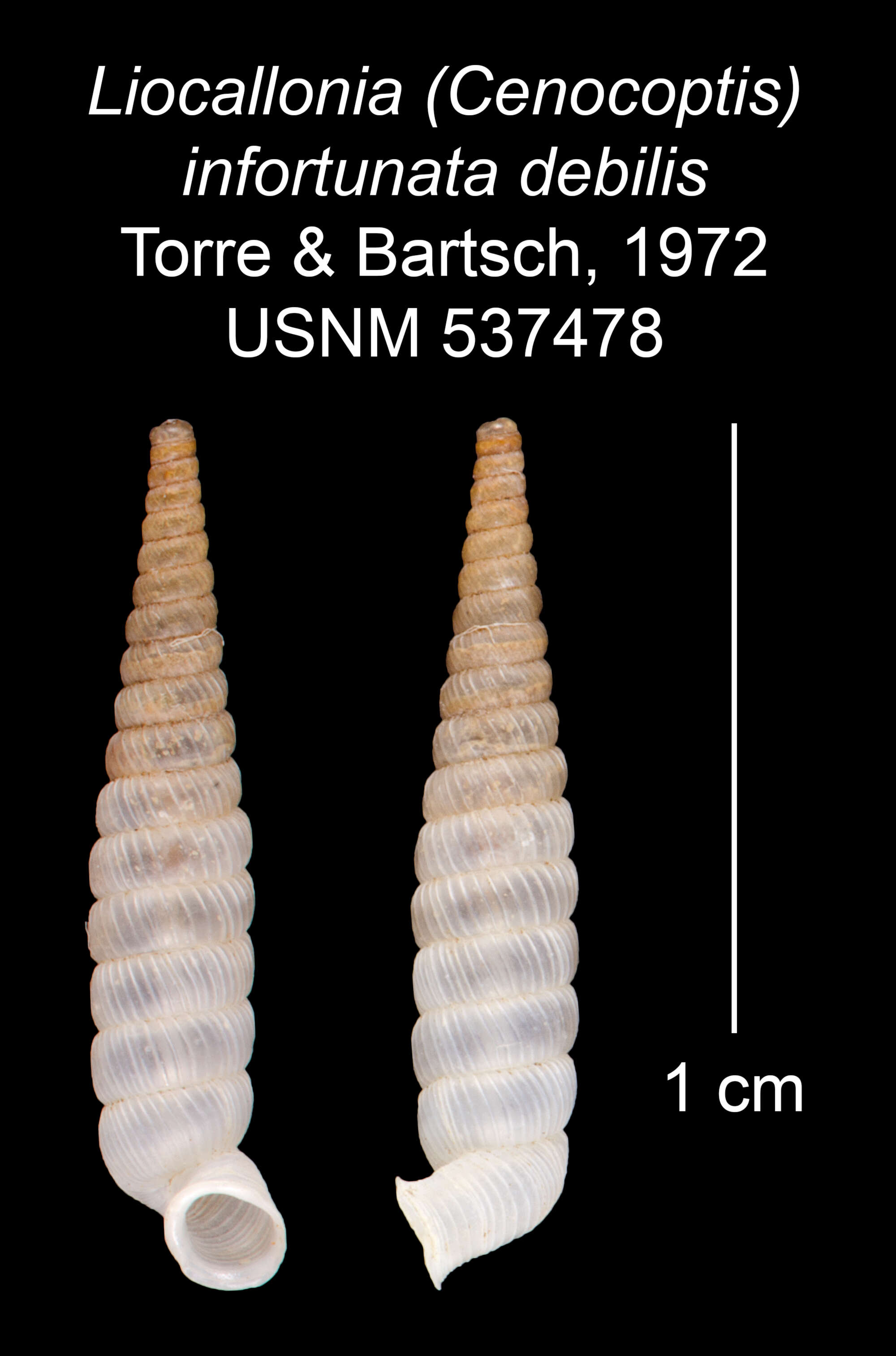 Imagem de Liocallonia infortunata debilis C. Torre & Bartsch 1972