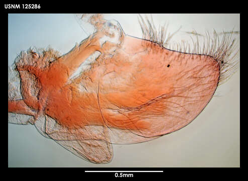 Image of Litoscalpellum Newman & Ross 1971