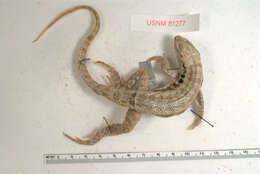 Image of Inagua Curlytail Lizard
