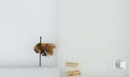 Слика од Bombus appositus Cresson 1879