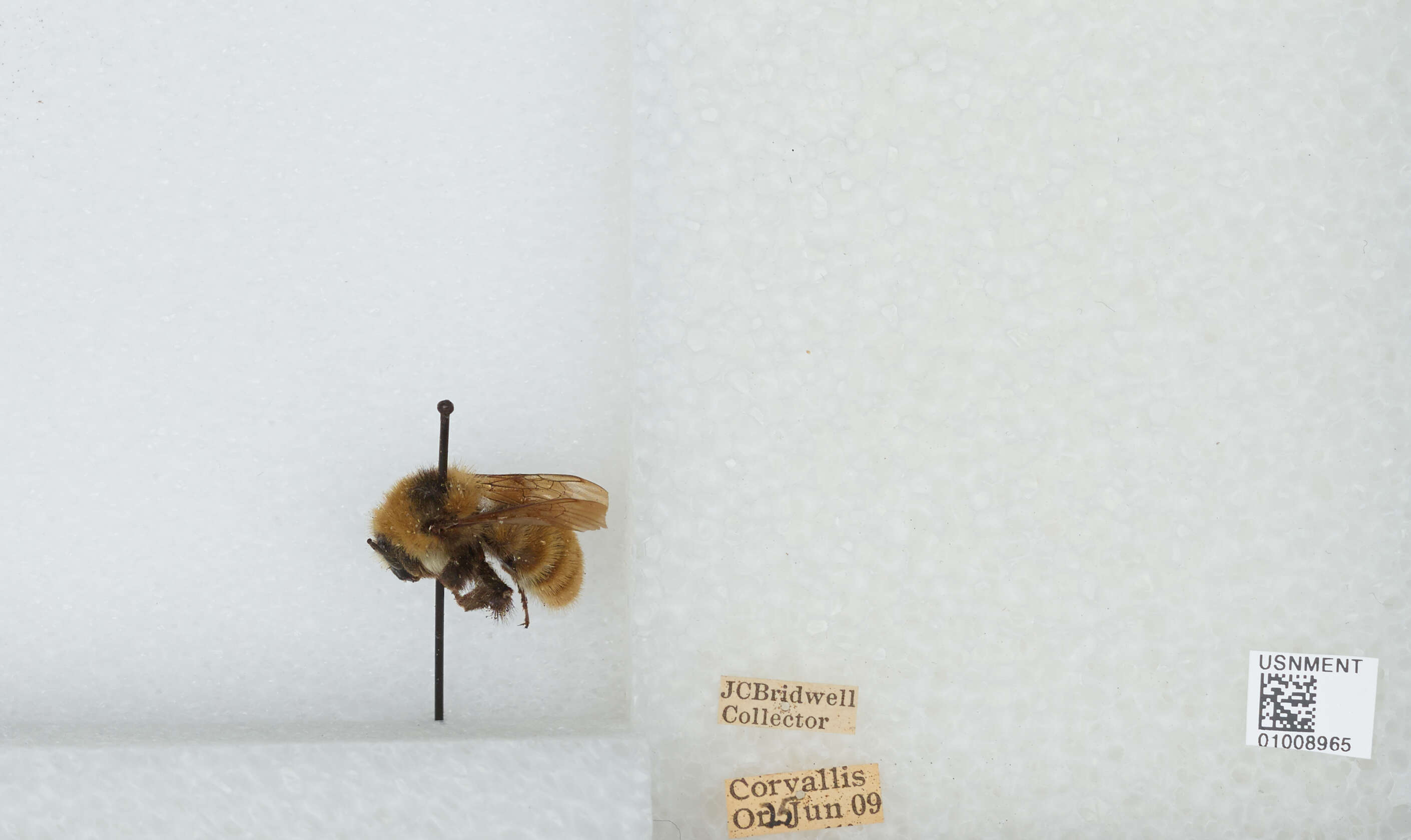 Слика од Bombus appositus Cresson 1879