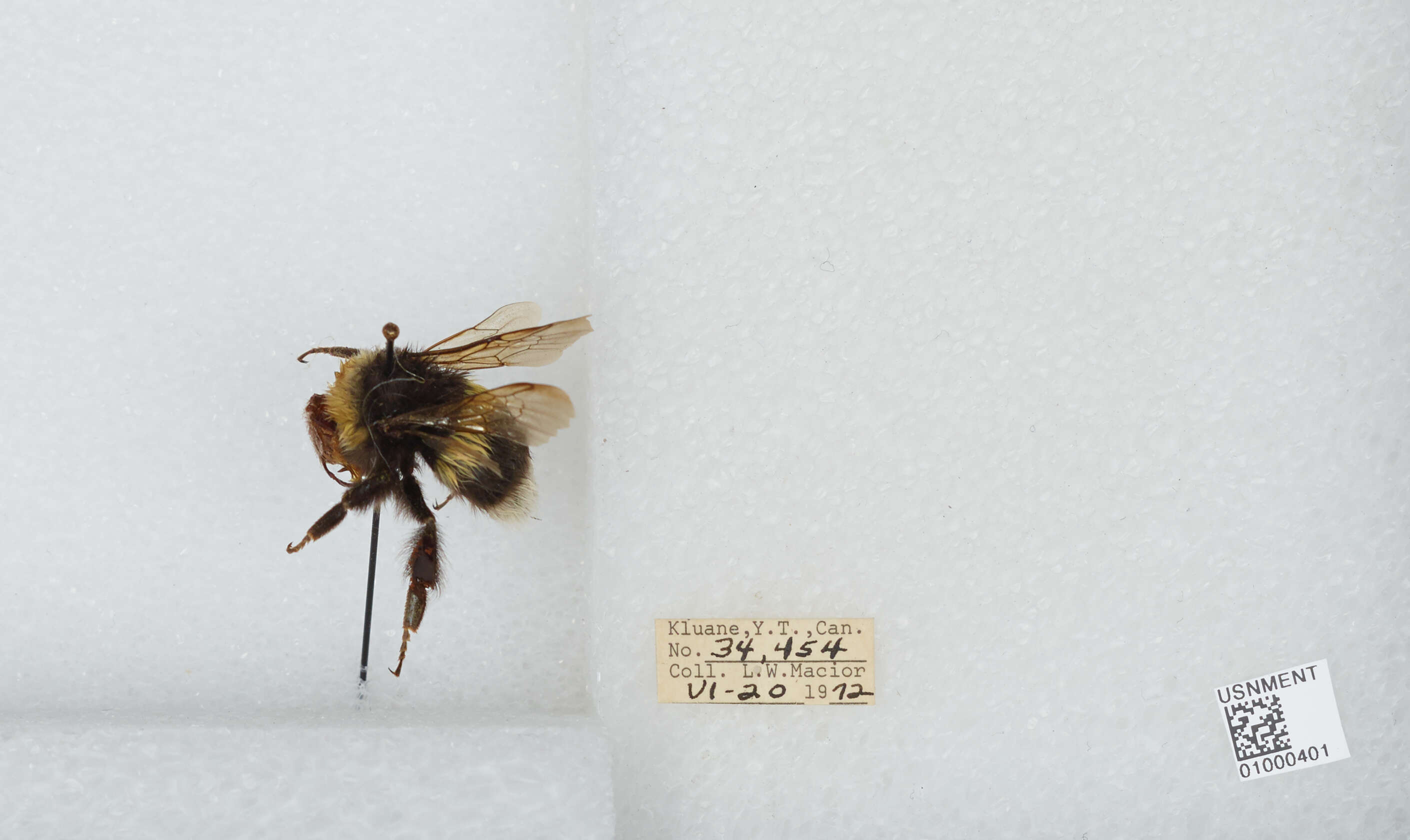 Image of White-tailed bumblebee