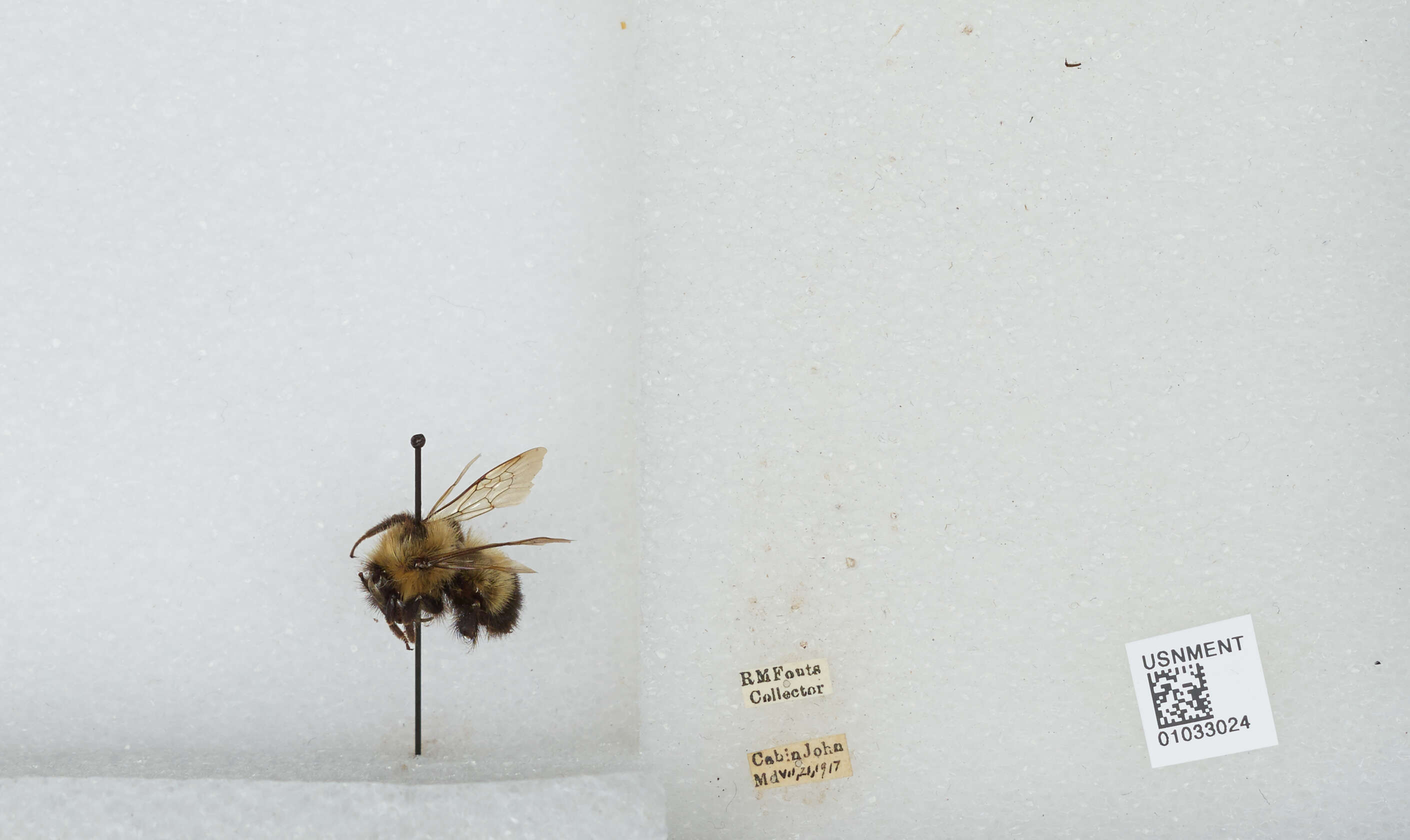 Image of Bombus vagans vagans Smith 1854