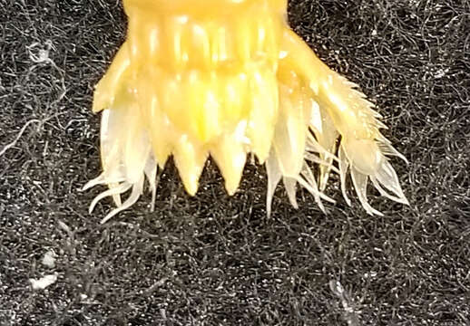 Image of Gonodactylus