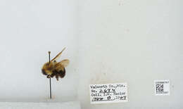 Image of Two-spotted Bumblebee