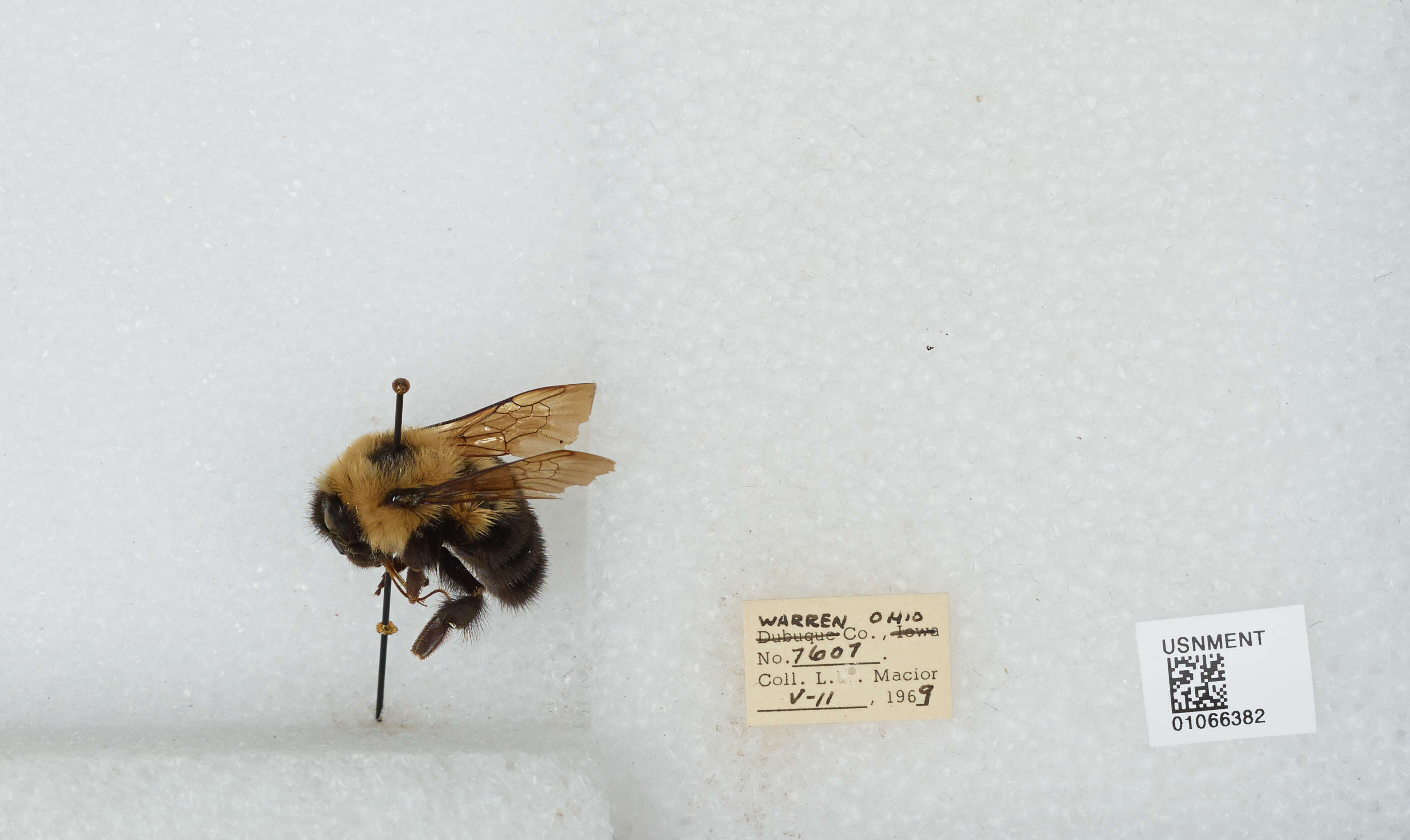 Image of Two-spotted Bumblebee