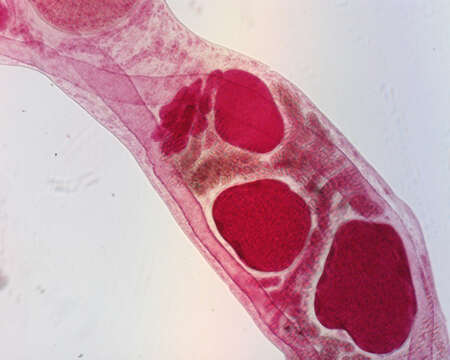 Image de Gorgoderina multilobata Ingles & Langston