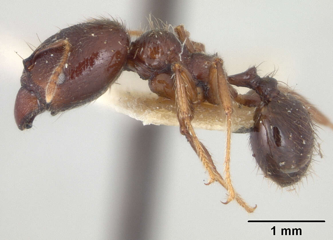 Image of Pheidole walkeri Mann 1922