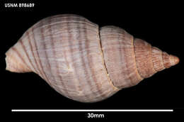 Image of Buccinulum pertinax pertinax