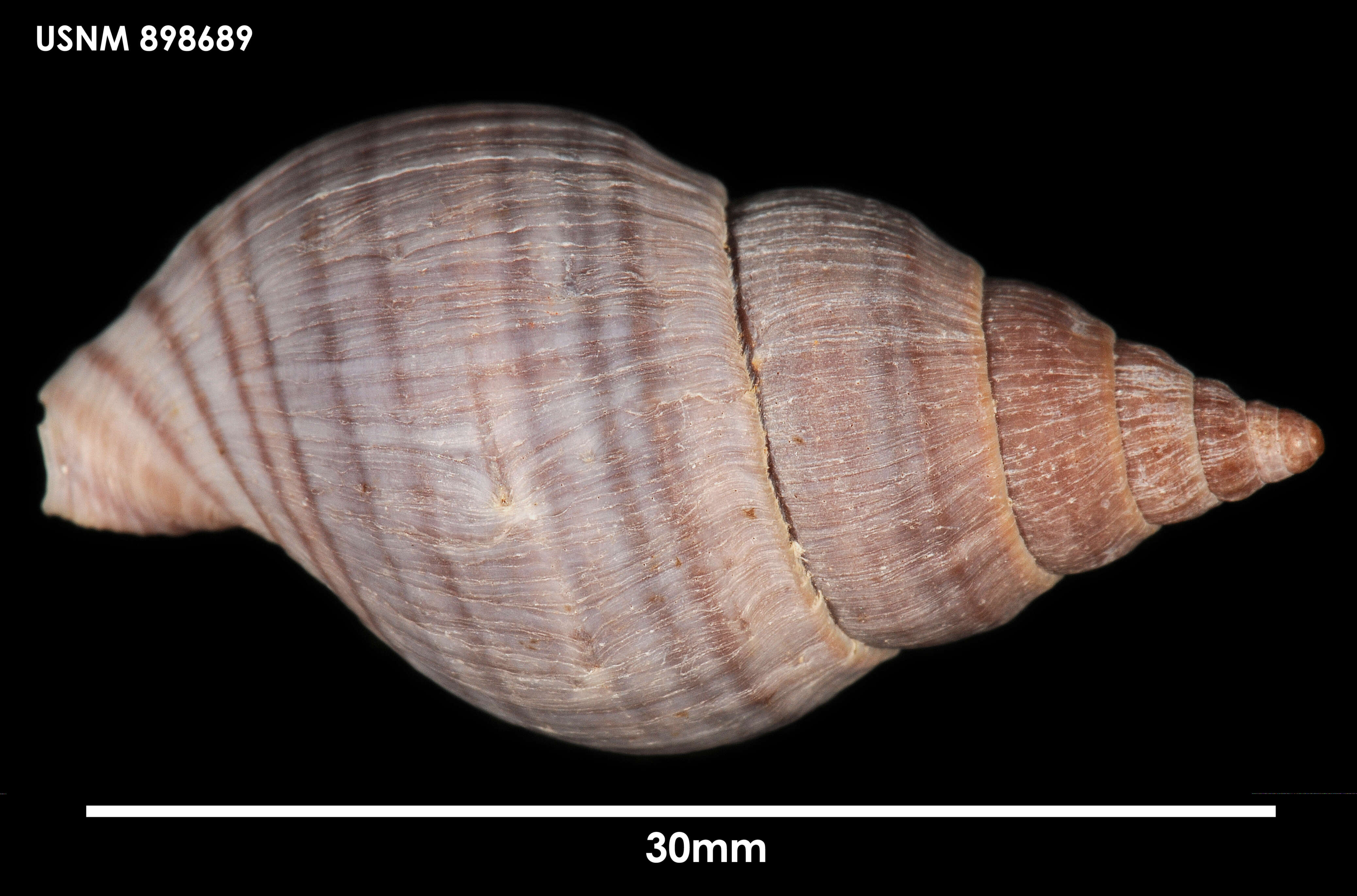 Image of Buccinulum pertinax pertinax