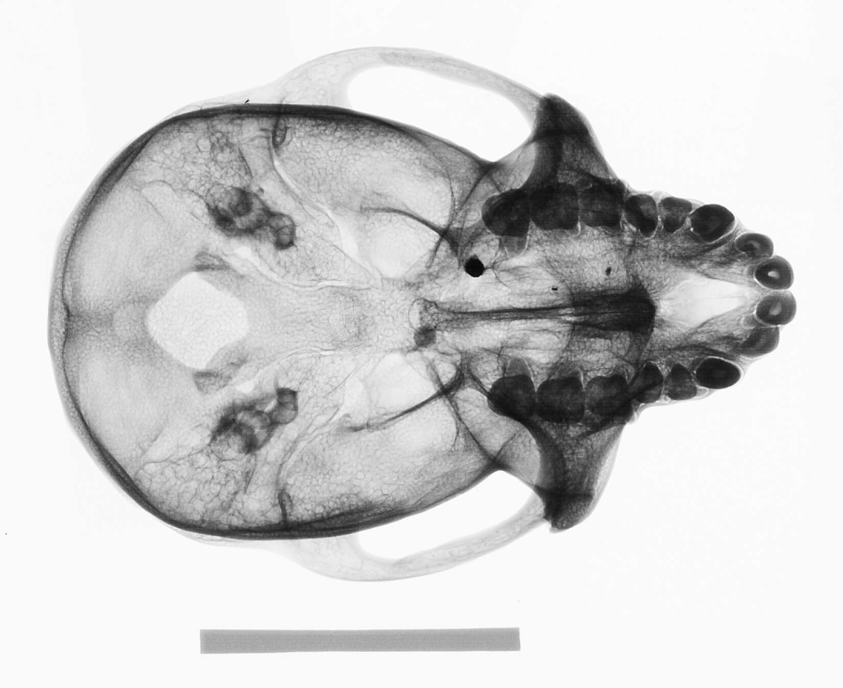 Image of Macaca fascicularis philippinensis I. Geoffroy Saint-Hilaire 1843