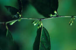 Image of Heisteria scandens Ducke