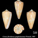 Image of Conus patglicksteinae Petuch 1987