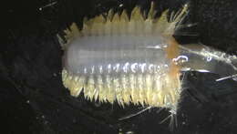 Image of Polynoidae