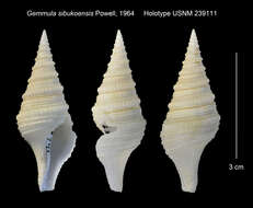 Image of Gemmula sibukoensis Powell 1964