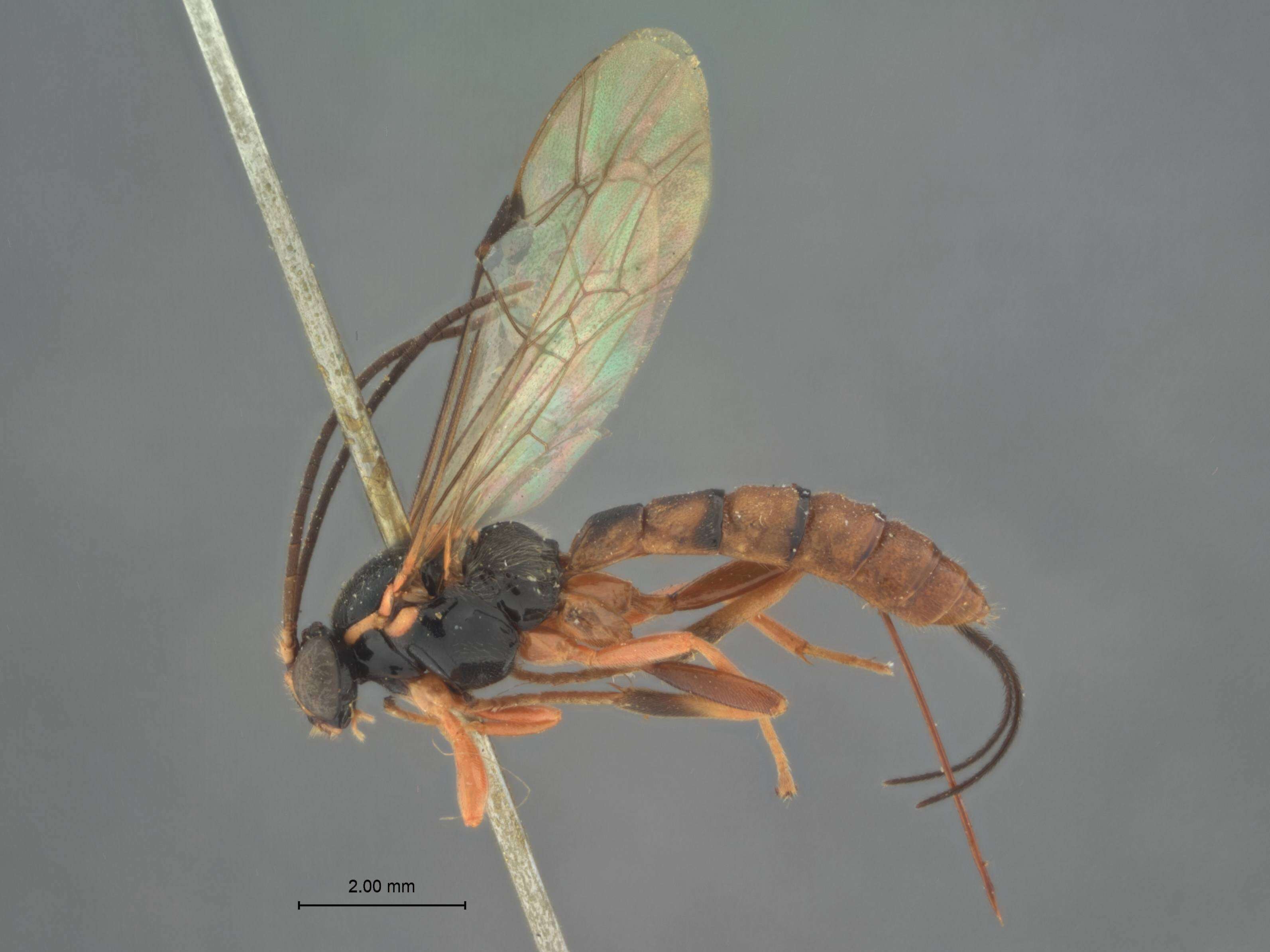 Image of Acropimpla punctata Baltazar 1961