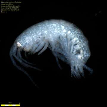 Image of Amphipoda