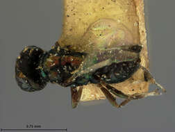 Image of Pediobius aphidiphagus (Ashmead 1887)