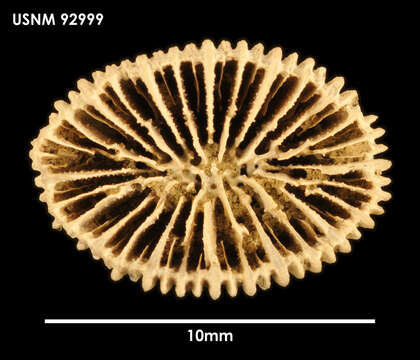 Plancia ëd Bothrophoria ornata Felix 1909