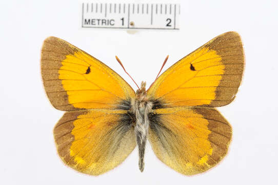 Image of Colias stoliczkana Moore 1878