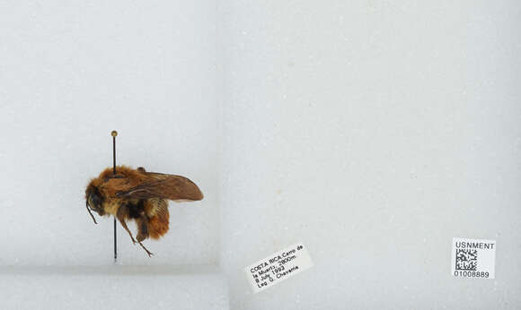 Image of Bombus ephippiatus Say 1837