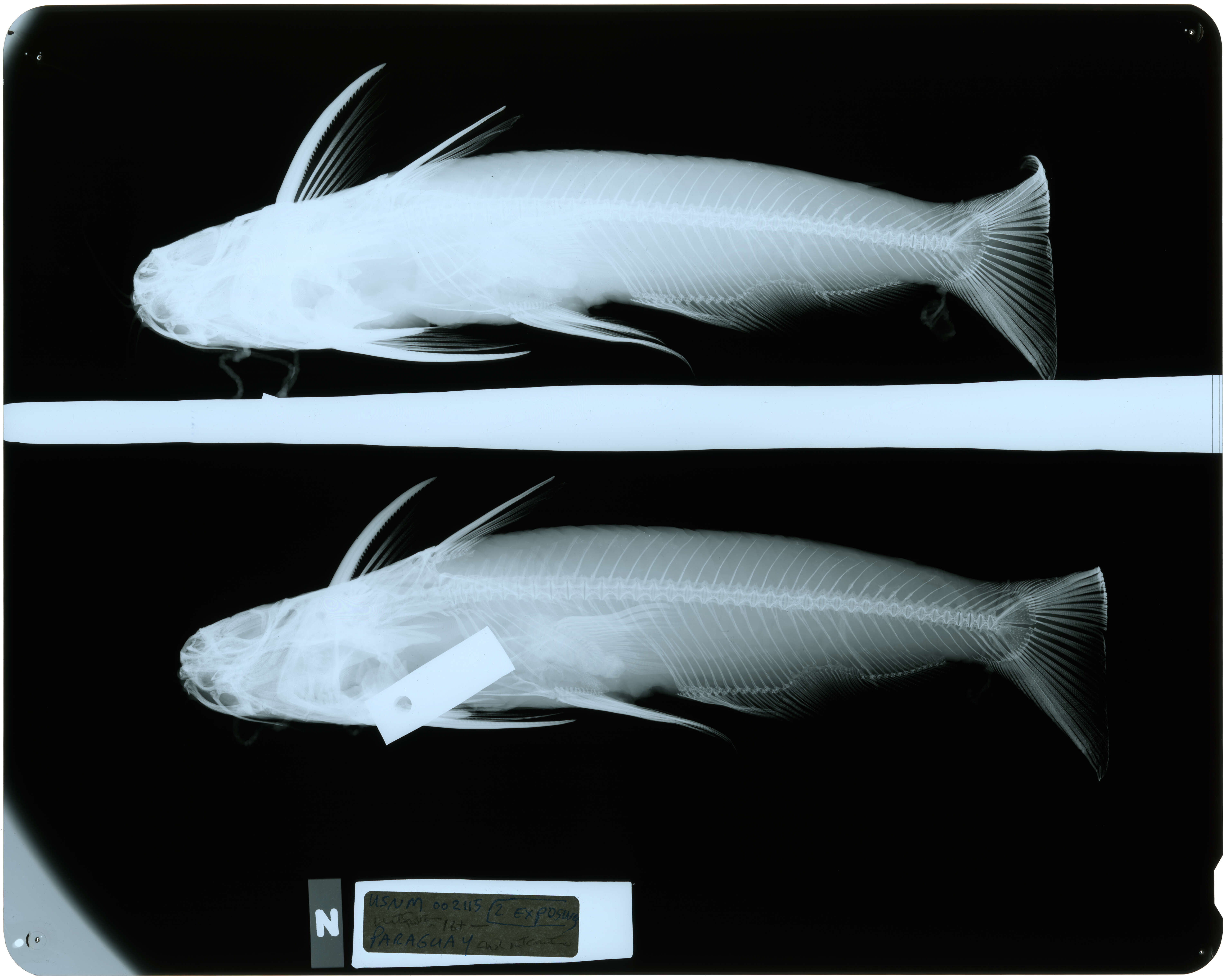 Auchenipterus nigripinnis (Boulenger 1895)的圖片