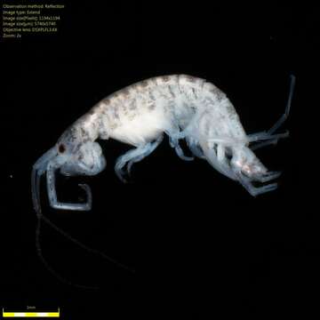 Image of Amphipoda