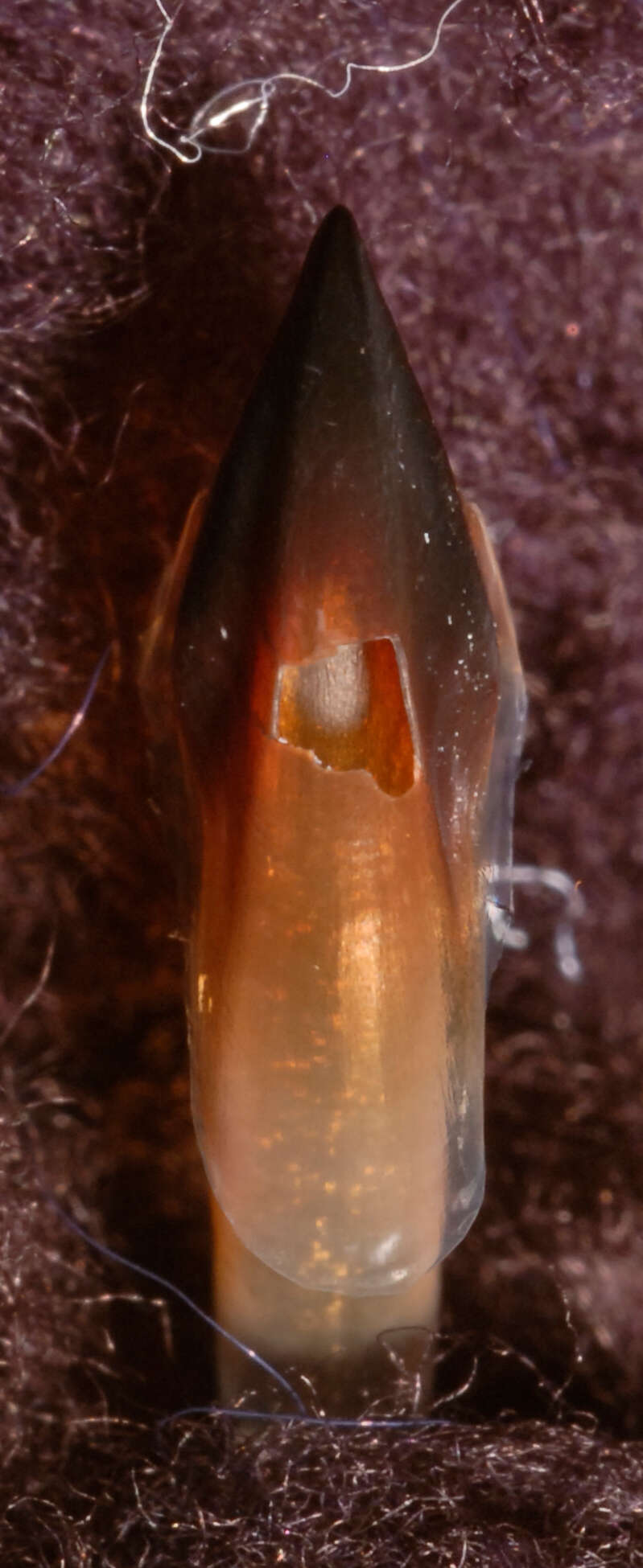 Image of pink scaled squid
