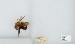 Слика од Bombus perplexus Cresson 1864