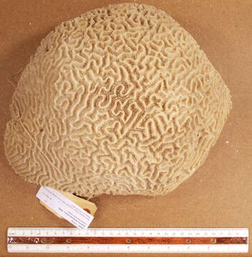 Image of Thin finger coral