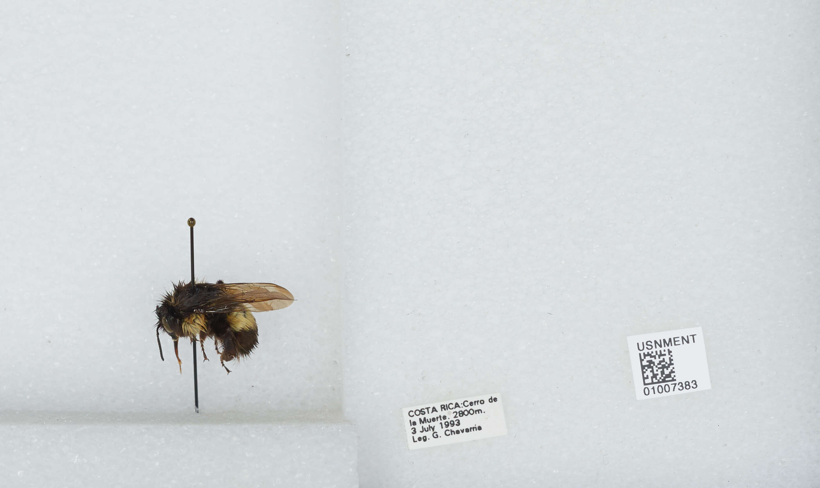 Image of Bombus ephippiatus Say 1837