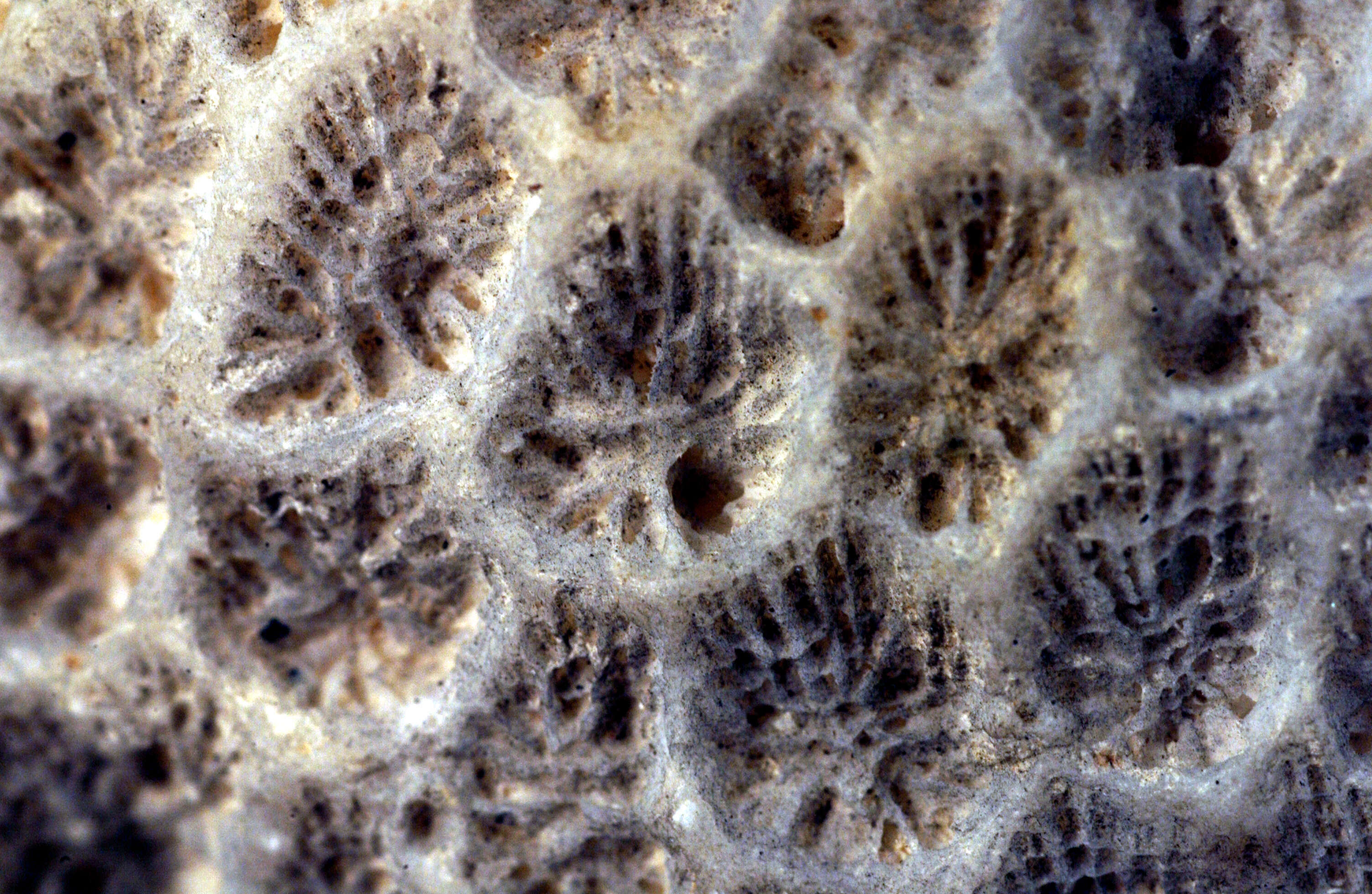 Image of lesser star coral