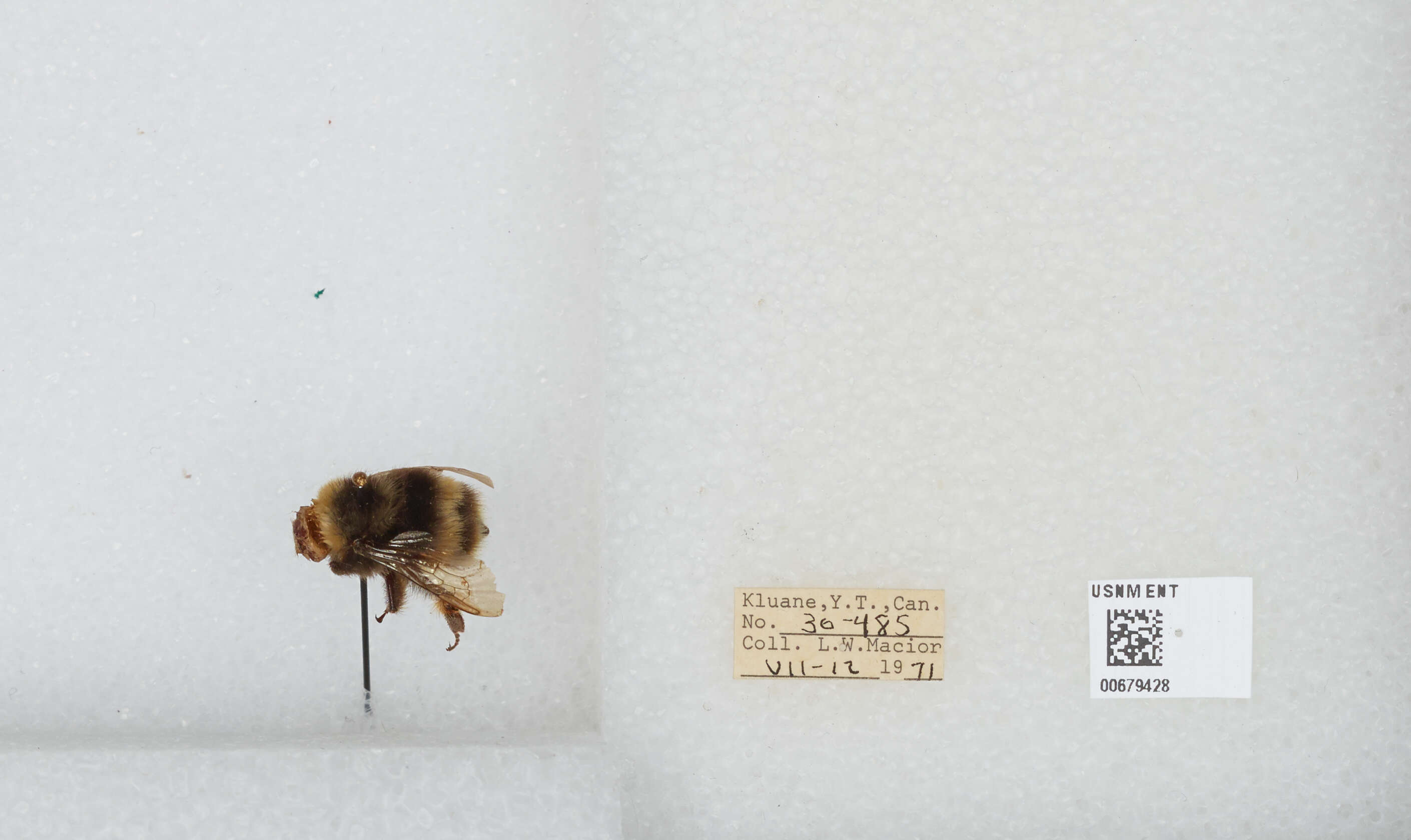 Слика од Bombus occidentalis Greene 1858